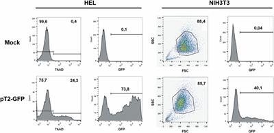 An Efficient Electroporation Protocol for the Genetic Modification of Mammalian Cells